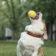 M-PETS Bloom Ball Parçalanmaz Köpek Oyun Topu Sarı-Gri 3