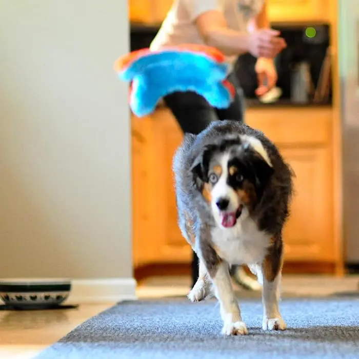 Chuckit! Indoor Squirrel Eve Özel Yumuşak Sincap Frizbi Köpek Oyuncağı