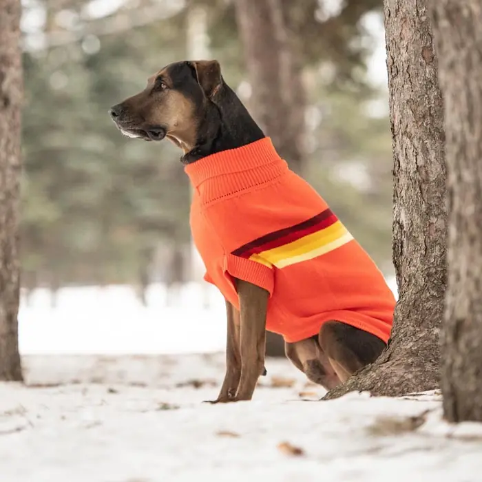 GF PET Retro Köpek Süveteri