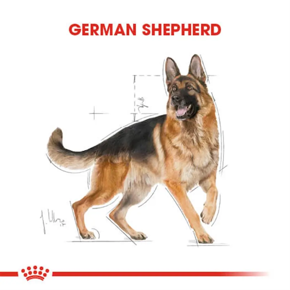 Royal Canin German Shepherd Yetişkin Köpek Maması 11 Kg
