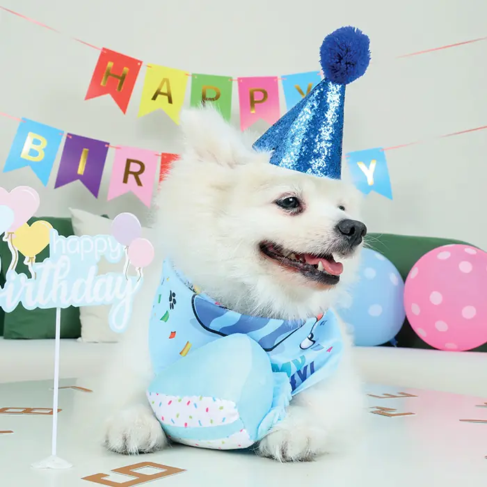 M-PETS Party Time Erkek Köpekler İçin Doğum Günü Seti