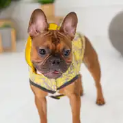 GF PET Çift Taraflı Giydirilebilen Köpek Yağmurluğu 3