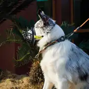 M-Pets Bark Guard Köpek Ağızlığı Large Siyah 3