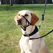 Trixie Uzman Köpek Eğitim Tasması Small 22 cm 1