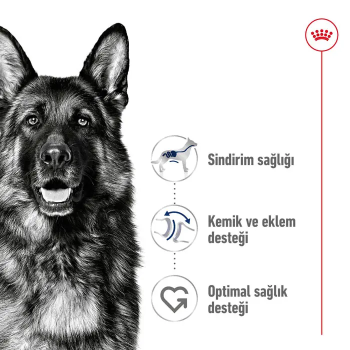 Royal Canin Maxi Adult Yetişkin Köpek Maması 15 Kg