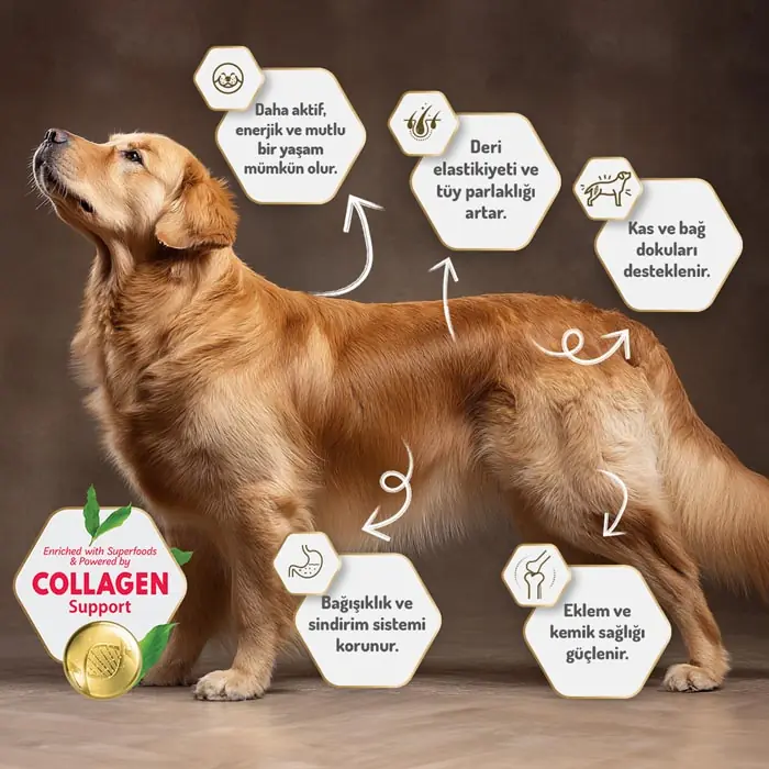 Felicia Az Tahıllı Yetişkin Kuzulu Small Mini HypoAllergenic Köpek Maması 3 Kg