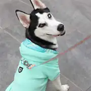 Lindo Mint Green Köpek Sweatshirt 2