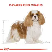 Royal Canin Cavalier King Charles Köpek Maması 3 Kg 4