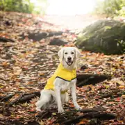 GF PET Çift Taraflı Giydirilebilen Köpek Yağmurluğu 1