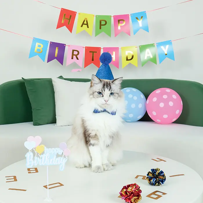 M-PETS Party Time Erkek Kediler İçin Doğum Günü Seti