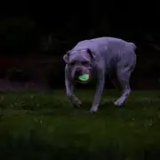 Chuckit! Max Glow Air Fetch Gece Parlayan Köpek Oyun Topu Orta Boy 3