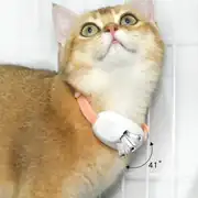 Zampa Şarjlı Lazerli Kedi Tasması 10cm 2
