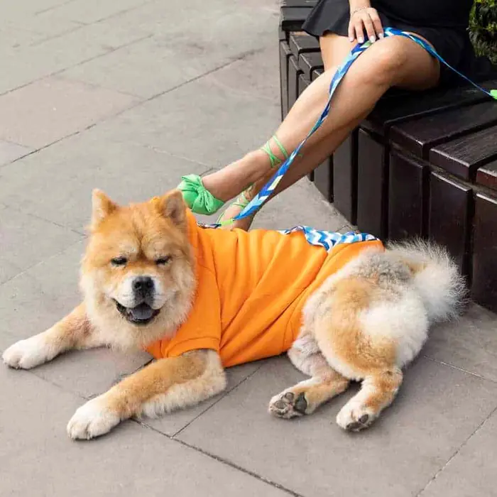 Lindo Sydney Köpek Sweatshirt