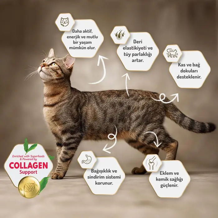Felicia Az Tahıllı Yavru Tavuklu HypoAllergenic Kedi Maması 2 Kg