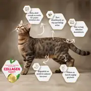 Felicia Az Tahıllı Yavru Tavuklu HypoAllergenic Kedi Maması 2 Kg 7