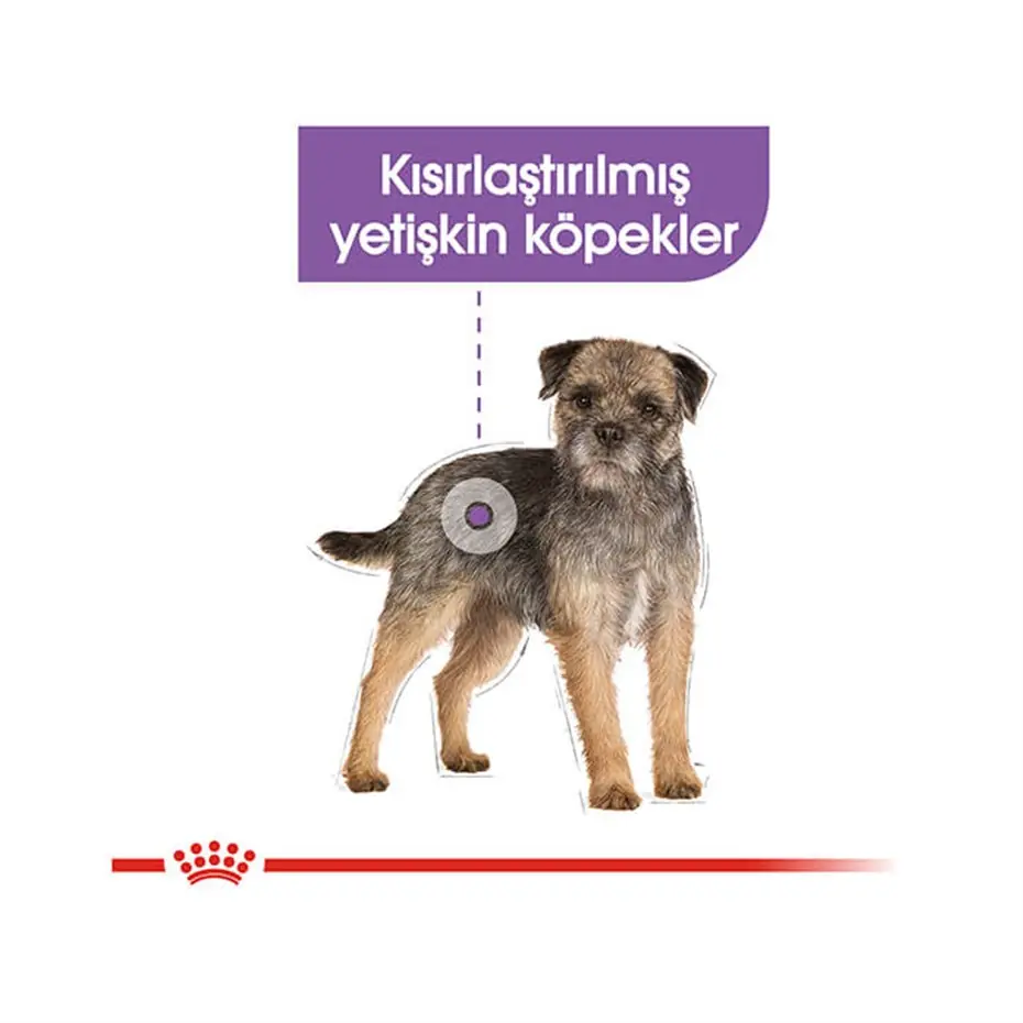 Royal Canin Ccn Mini Sterilised Yetişkin Köpek Maması 3 Kg