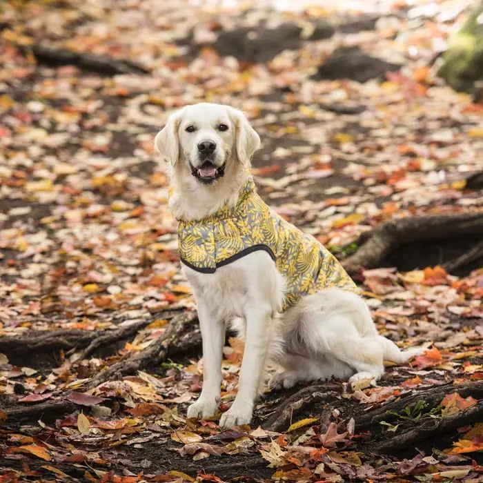 GF PET Çift Taraflı Giydirilebilen Köpek Yağmurluğu