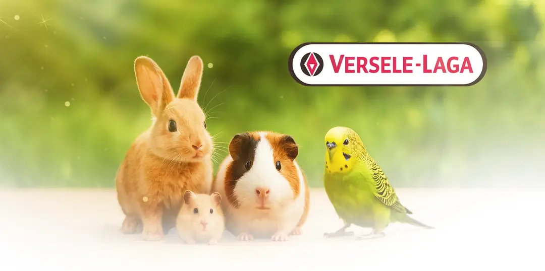 Verselelaga