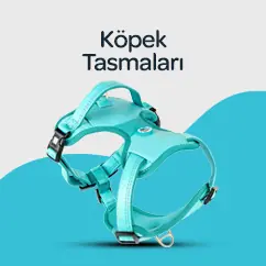 KÖPEK TASMALARI